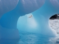 Jan2020_KinnesCove_Antarctic-060