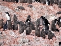 Jan2020_KinnesCove_Antarctic-077