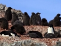 Jan2020_KinnesCove_Antarctic-078