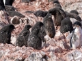 Jan2020_KinnesCove_Antarctic-082