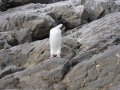 Jan2020_KinnesCove_Antarctic-086