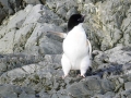 Jan2020_KinnesCove_Antarctic-087