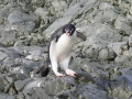 Jan2020_KinnesCove_Antarctic-092