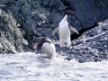 Jan2020_KinnesCove_Antarctic-099