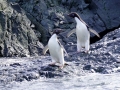 Jan2020_KinnesCove_Antarctic-103