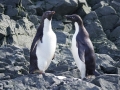 Jan2020_KinnesCove_Antarctic-117
