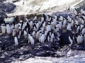 Jan2020_KinnesCove_Antarctic-134