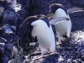 Jan2020_KinnesCove_Antarctic-140