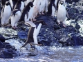 Jan2020_KinnesCove_Antarctic-161