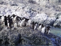 Jan2020_KinnesCove_Antarctic-173