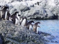 Jan2020_KinnesCove_Antarctic-174