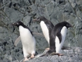 Jan2020_KinnesCove_Antarctic-194