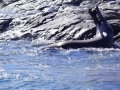 Jan2020_KinnesCove_Antarctic-233