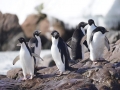 Jan2020_KinnesCove_Antarctic-240