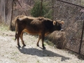 MonasterysBumthang2019-03- -074