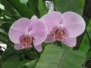 Kuala Lumpur - Orchideengarten