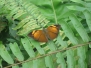 Kuala Lumpur - Schmetteringsgarten