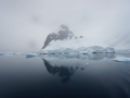 Jan2020_LemaireChannel_Antarctic-093