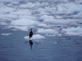 Jan2020_LemaireChannel_Antarctic-100