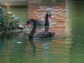 202504_2MapleGarden-016