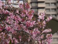 202504_2MapleGarden-029