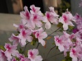 202504_2MapleGarden-040