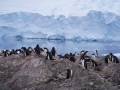 Jan2020_NekoHarbour_Antarctic-003