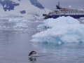 Jan2020_NekoHarbour_Antarctic-030