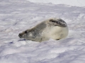 Jan2020_PortalPoint_Antarctic-102