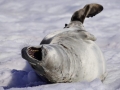 Jan2020_PortalPoint_Antarctic-130