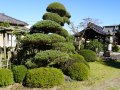 202610_Sawara-094