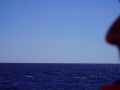 Jan2020_Seaday_Antarctic-005