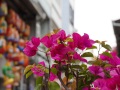 202503_3ShennongSnakeAlley-074