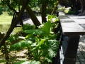 202504_SongshanPark-035