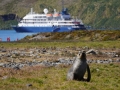 Jan2020_Stromness_Southgeorgia-093