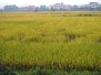 Tam Coc Fields