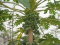 202210_TamCocRicePaddys-055