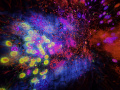 202610_TeamLab-007