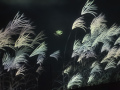 202610_TeamLab-026