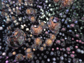 202610_TeamLab-072