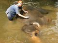 2009-Thailand-Elefant3
