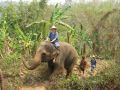 2009-Thailand-Elefant1