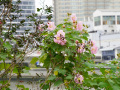 202610_TianAn1000Trees-008
