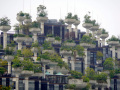 202610_TianAn1000Trees-040