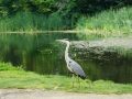 Vondelpark_Amsterdam_May2018_-024