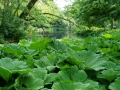 Vondelpark_Amsterdam_May2018_-027