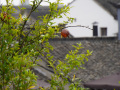 202610_Zhujiajiao-086
