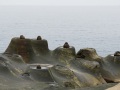 202504_1Yehliu-Geopark-070