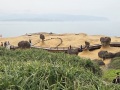 202504_1Yehliu-Geopark-149