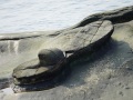 202504_1Yehliu-Geopark-180